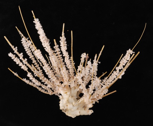 Gorgonian 'rasta' coral